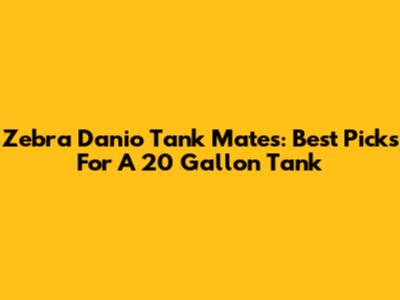 Zebra Danio Tank Mates: Best Picks For A 20 Gallon Tank